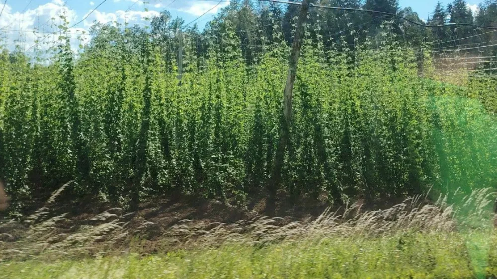 Hmelji&scaron;če v Savinjski dolini