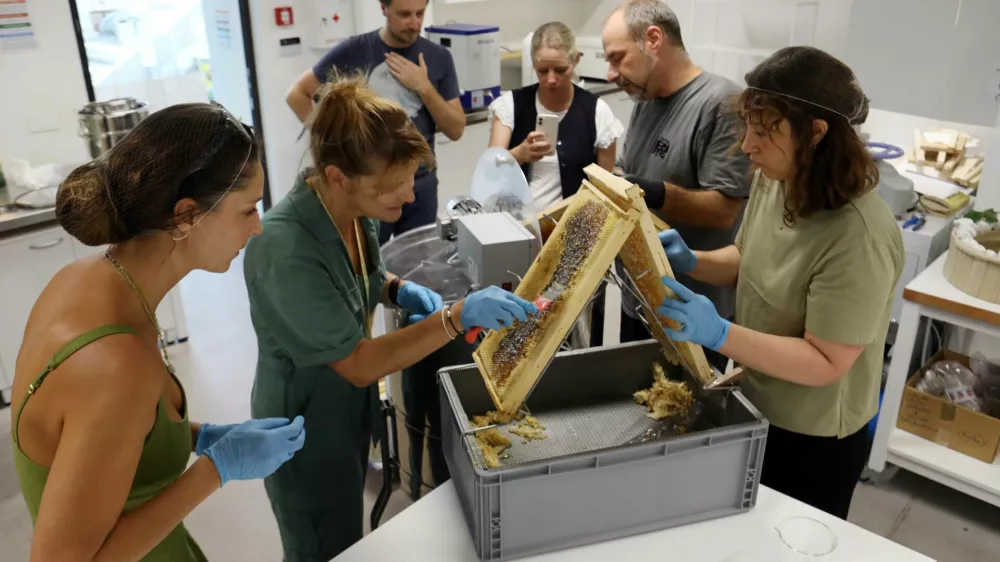 09.08.2024 - center Rog, urbani čebeljnak, medFoto: Tomaž Skale