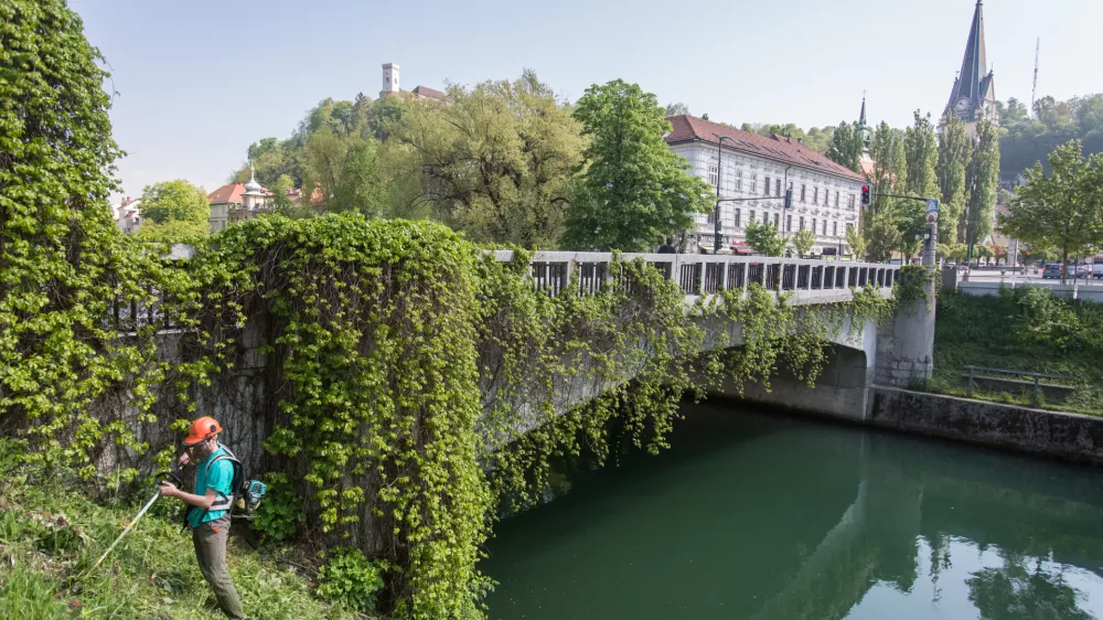 - 20.04.2016 - Simbolična fotografija - &Scaron;entjakobski most - ko&scaron;enje trave ob Ljubljanici - delo - či&scaron;čenje - ko&scaron;nja -   ..//FOTO: Maja Marko  