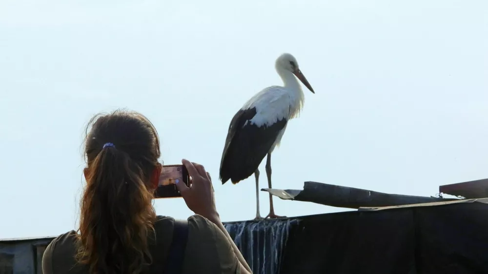 Nekatere bele &scaron;torklje se jeseni ne podajo več na dolgo pot, temveč zaradi milej&scaron;ih zim ostajajo v gnezdi&scaron;čih. Foto: Du&scaron;an Klenov&scaron;ek