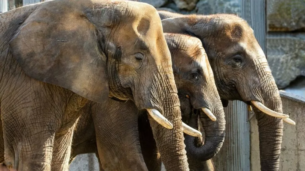 Čreda afri&scaron;kih slonov v Sch&ouml;nbrunnu.