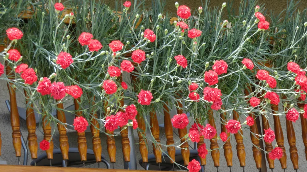 Marsikatera gorenjska hi&scaron;a je danes znova okra&scaron;ena z nageljni. Foto: GTZ