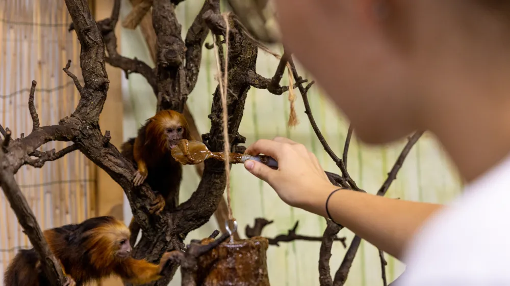 Zlatoglavi levič Tropska hi&scaron;a