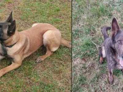 Policija prodaja nem&scaron;ko ovčarko Atheno in belgijsko ovčarko Selvo. 