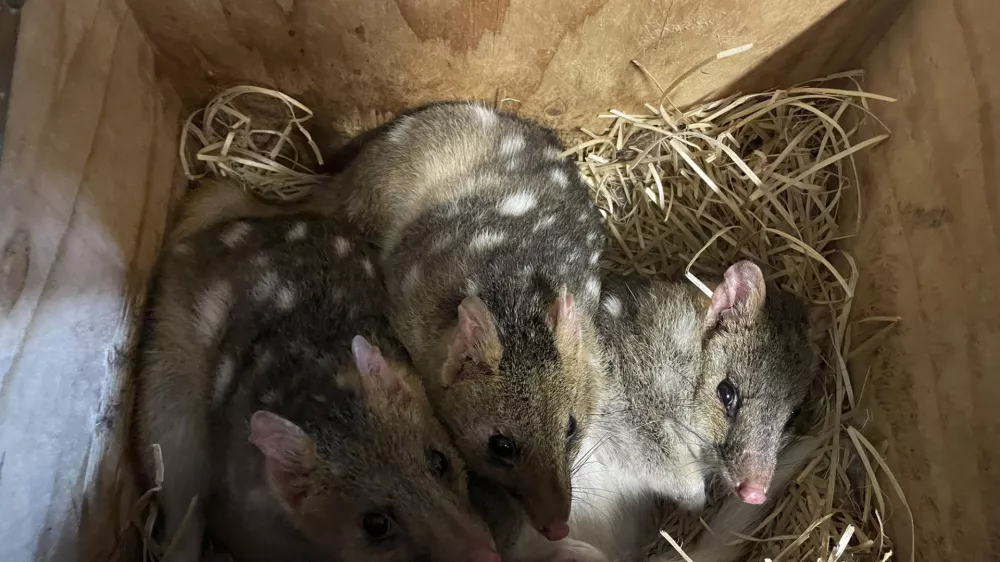 Vzhodna kuna vrečarica