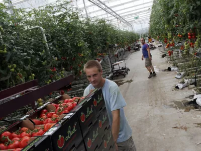 paradižnik LU&Scaron;T- Prekmurje 2012 - Turni&scaron;če - Podjetje Paradajz d.o.o., pridelava paradižnika - rastlinjak v Renkovcih - na 40 tisoč kvadratnih metrih pridelali 2 tisoč ton paradižnika//FOTO: Jaka Gasar