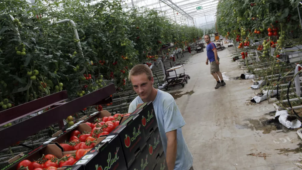 paradižnik LU&Scaron;T- Prekmurje 2012 - Turni&scaron;če - Podjetje Paradajz d.o.o., pridelava paradižnika - rastlinjak v Renkovcih - na 40 tisoč kvadratnih metrih pridelali 2 tisoč ton paradižnika//FOTO: Jaka Gasar