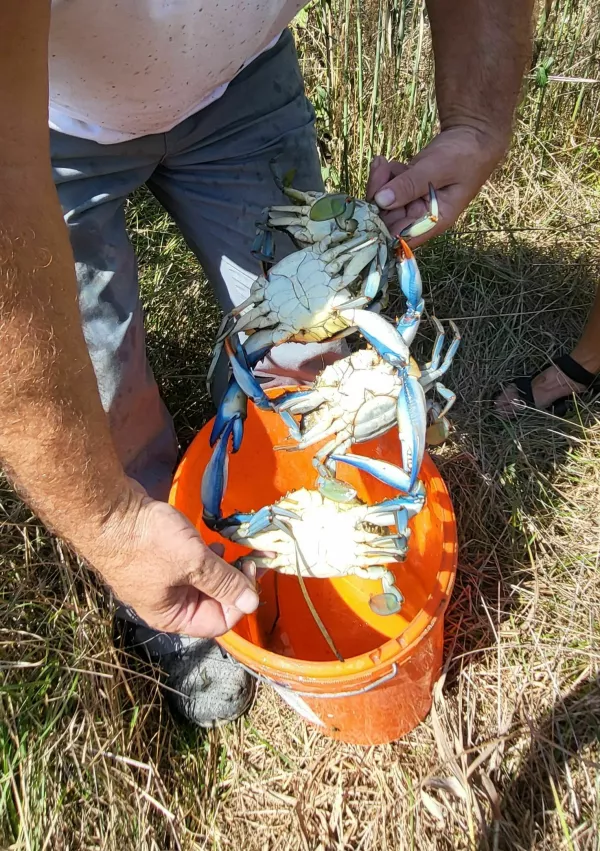 modra rakovica / Foto: Katja Gle&scaron;čič 