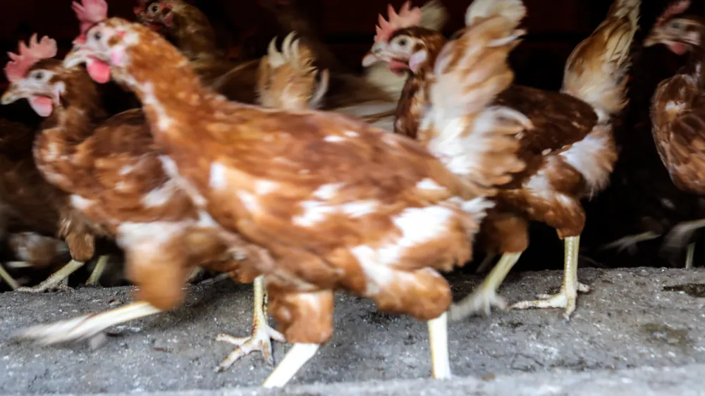 Po skoraj &scaron;tirih letih je končan insolvenčni postopek upni&scaron;ke prisilne poravnave v podjetju Meja &Scaron;entjur, drugem največjem pridelovalcu jajc v Sloveniji. Foto: Jaka Gasar&nbsp;