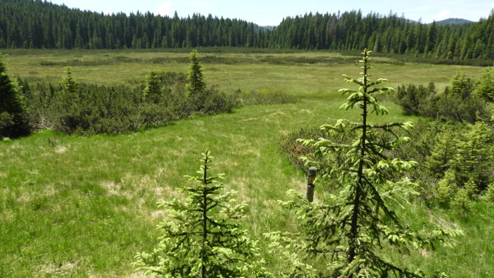 &Scaron;ijec barje, Pokljuka / Foto: Katja Petrovec