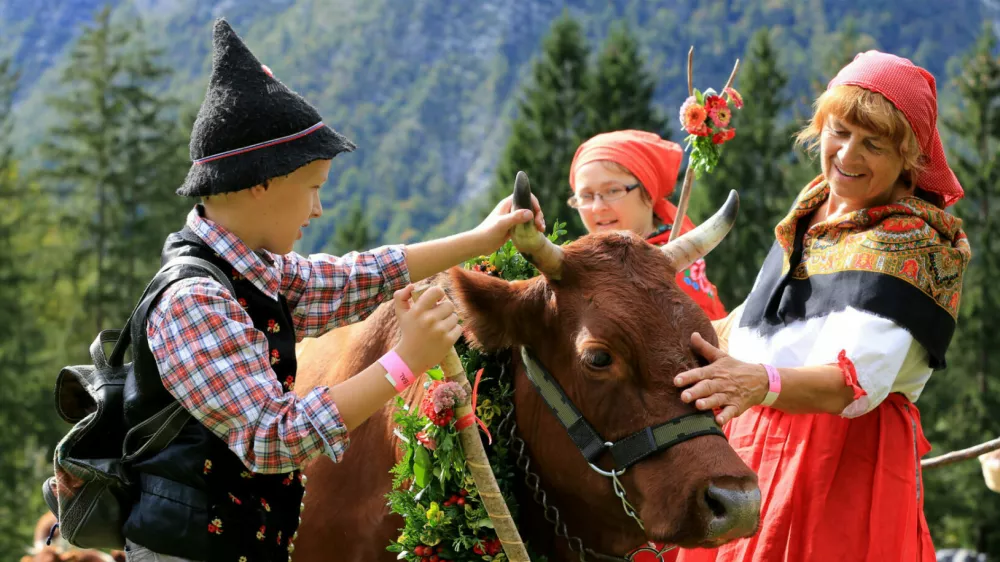 Kravji bal na Bohinju F Mitja Sodja
