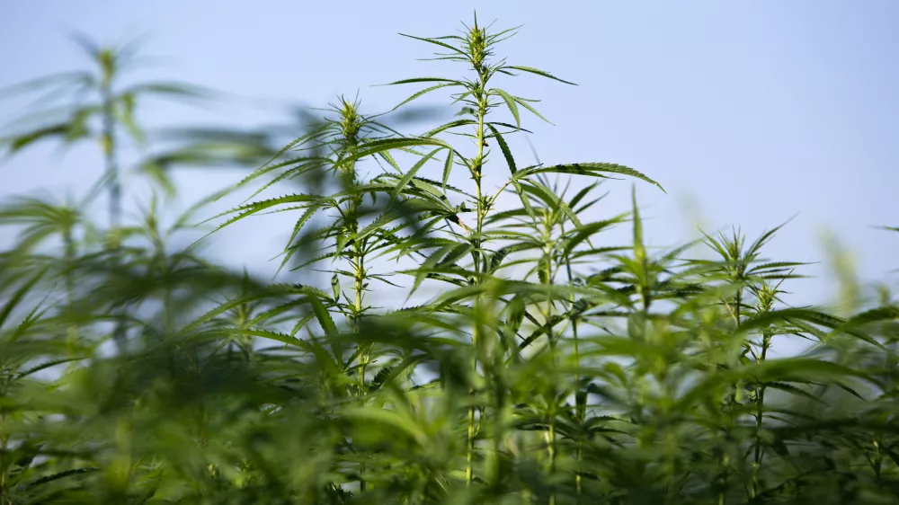 - konoplja- 21.07.2017 &ndash; Biotehnična fakulteta //FOTO: Matjaž Ru&scaron;t