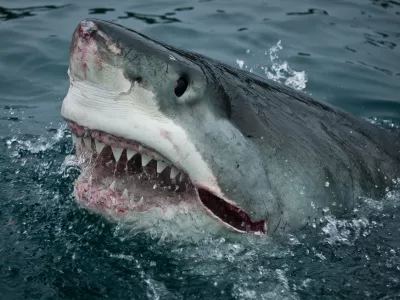 Great White Shark. Slash Attacks! New Zealand.