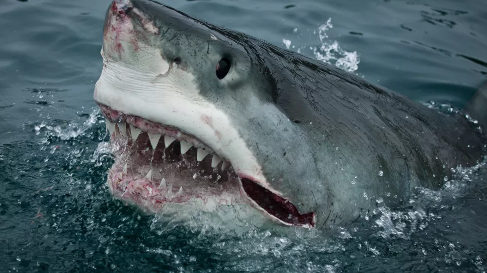 Great White Shark. Slash Attacks! New Zealand.