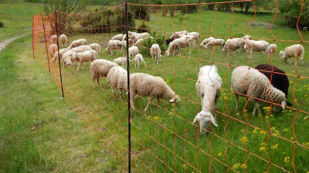 Drobnica je na pa&scaron;niku ograjena z visoko električno mrežo. F Andrej Sila