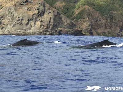 Kiti grbavci otoka Pitcairn so precej skrivnostni. 