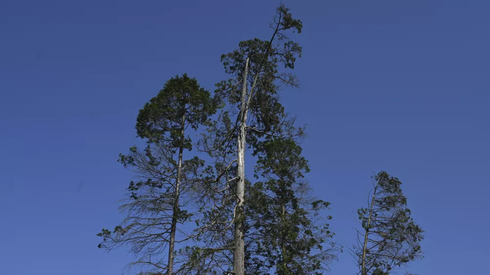 31.07.2024 - Po&scaron;kodovana drevesa, park Tivoli. FOTO: Nik Erik Neubauer