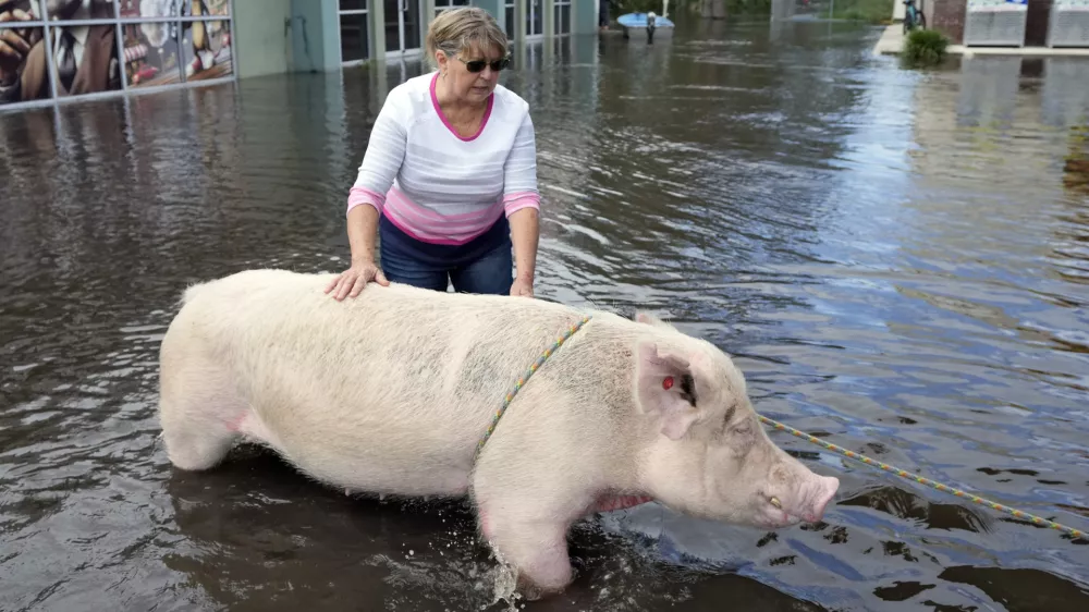 Cindy Evers tries to comfort a pig that was rescued from floodwaters from the Alafia river caused by Hurricane Milton Friday, Oct. 11, 2024, in Lithia, Fla. (AP Photo/Chris O'Meara)