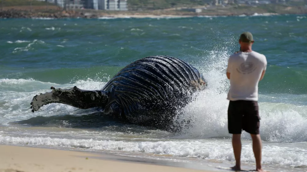 A man takes picture of a deceased humpback whale washed up on Longbeach Simonstown in Cape Town, South Africa October 15, 2024. REUTERS/Nic Bothma   TPX IMAGES OF THE DAY