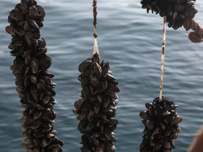 - 08.09.2014 - IZOLA - Ribi&scaron;tvo &Scaron;koljkarstvo Mitja Petrič s.p. - gojenje &scaron;koljk - &scaron;koljke klapavice in ladinke, nabiranje - &scaron;koljči&scaron;če ///FOTO: Luka Cjuha OPOMBA: ZA OBJAVO V PRILOGI &ndash; DNEVNIKOV OBJEKTIV - REPORTAŽA 2014