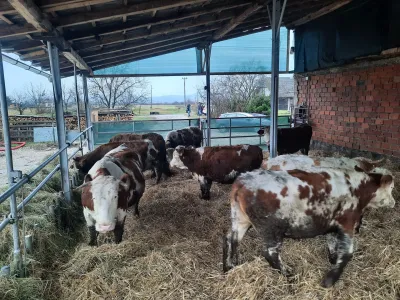 Upravni in&scaron;pektor je policiji naznanil sum storitve kaznivega dejanja nevestnega dela in&scaron;pektorice Danu&scaron;e &Scaron;tiglic zaradi več lanskih domnevno nezakonitih odvzemov živali, ne le zaradi odvzema (in kasnej&scaron;e vrnitve) blatnega goveda na kmetiji Možgan pri Kr&scaron;kem (na fotografiji). Foto: Luka Cjuha&nbsp;