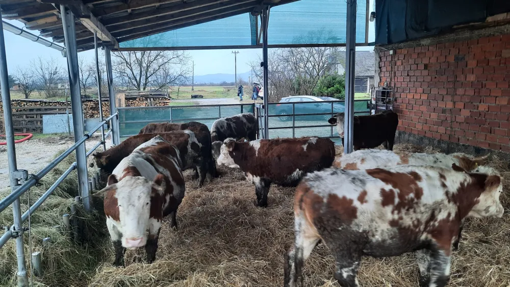 Upravni in&scaron;pektor je policiji naznanil sum storitve kaznivega dejanja nevestnega dela in&scaron;pektorice Danu&scaron;e &Scaron;tiglic zaradi več lanskih domnevno nezakonitih odvzemov živali, ne le zaradi odvzema (in kasnej&scaron;e vrnitve) blatnega goveda na kmetiji Možgan pri Kr&scaron;kem (na fotografiji). Foto: Luka Cjuha&nbsp;