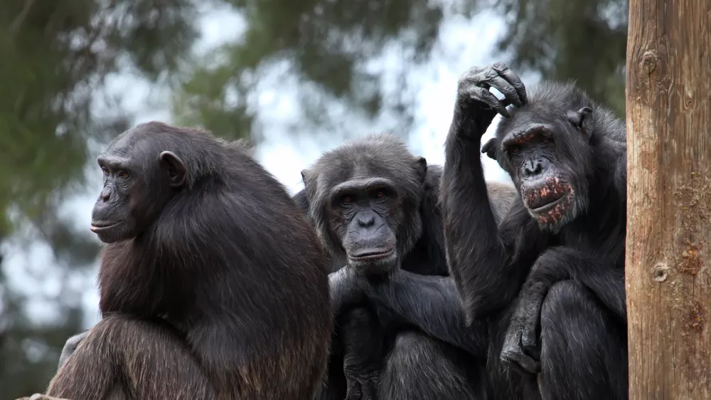 chimpanzee monkeys a