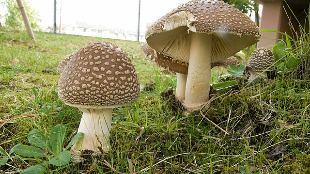 Panterjeva mu&scaron;nica, goba / Foto: Wikimedia