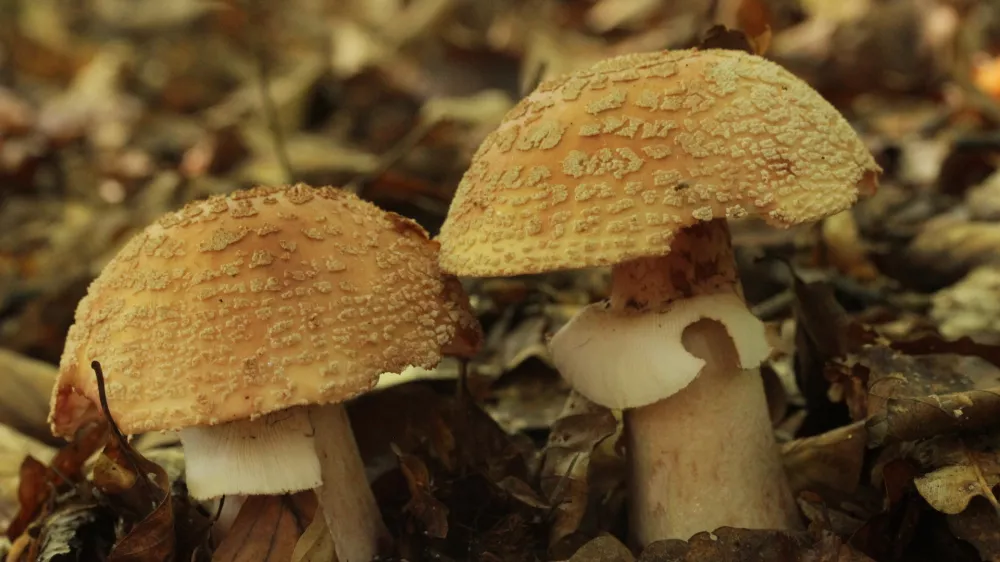 Bisernica, goba, / Foto: Wikimedia