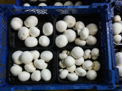 - 22.12.2020 - &Scaron;ampinjoni Smuk, gojenje in prodaja gob, d.o.o., Bevke 168, Log pri Brezovici //FOTO: Bojan Velikonja