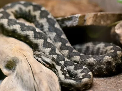 Modras je najpogostej&scaron;a in najnevarnej&scaron;a strupenjača pri nas. Prepoznamo ga po &scaron;iroki trikotni glavi, pokriti z drobnimi luskami, ki je jasno ločena od vitkega vratu. Na 'nosu' ima dobro viden rožiček, kakr&scaron;nega nima nobena druga v Sloveniji živeča kača. Foto: Tamino Petelin&scaron;ek/STA