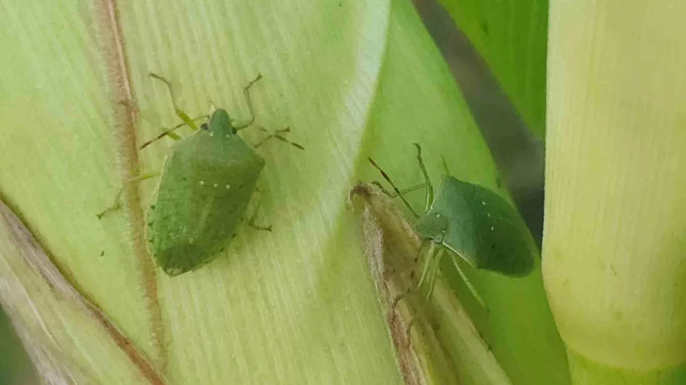 Zelena smrdljivka je rada v vrtu, na koruzi in stročnicah.
/ Foto: Du&scaron;an Klenov&scaron;ek, Kozjanski park