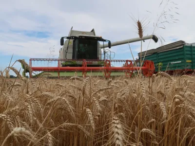 Pridelovalci p&scaron;enice se spra&scaron;ujejo, kje je obljubljena državna pomoč zaradi lanske izgube, ki so jo pridelali zaradi visokih cen energentov, mineralnih gnojil in za&scaron;čitnih sredstev za rastline ter nizkih odkupnih cen pridelka. Foto: Tatjana Pihlar&nbsp;