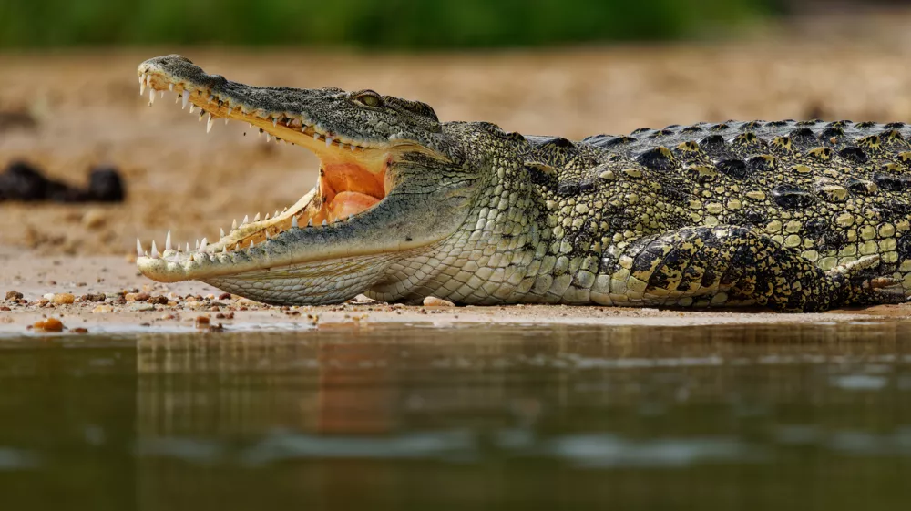 Krokodil ugrabi otroka&nbsp;... / Foto: Istock
