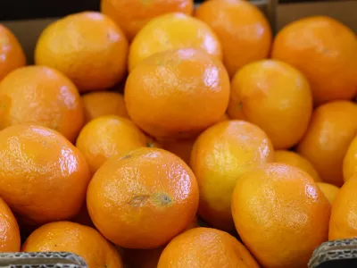 - mejna fitosanitarna in&scaron;pekcija za fitosanitarni nadzor, nadzor kakovosti in varnosti živil - pregled kakovosti pri uvozu svežega sadja in zelenjave - laboratorij - sadje - mandarine- 11.04.2017 - Luka Koper, pristani&scaron;ki in logistični sistem, d.d., mednarodno tovorno koprsko pristani&scaron;če, - pretovarjanje, skladi&scaron;čenje in transport živil - //FOTO: Tomaž SkaleOPOMBA: DNEVNIKOV OBJEKTIV - REPORTAŽA 2017