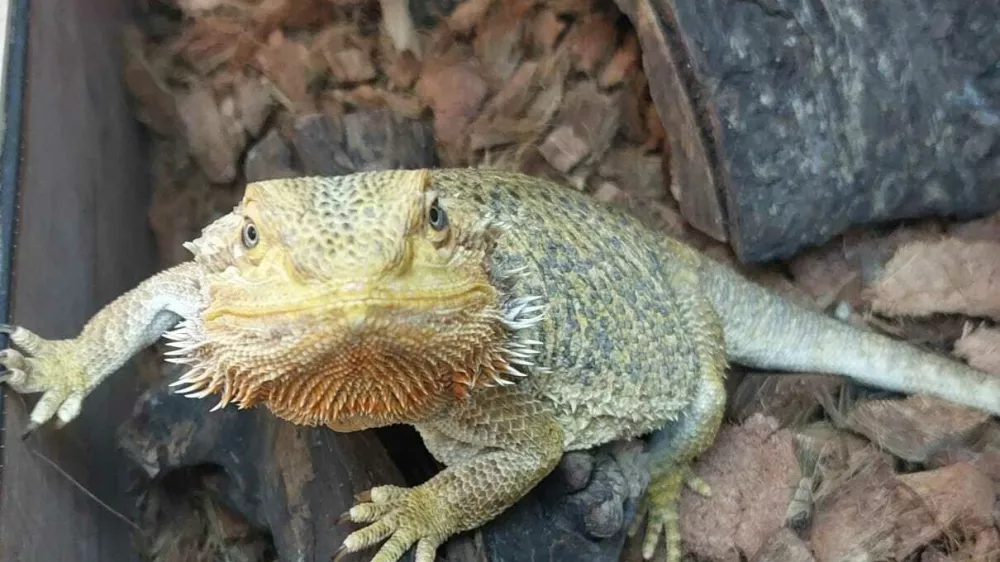 zavrženi ku&scaron;čar