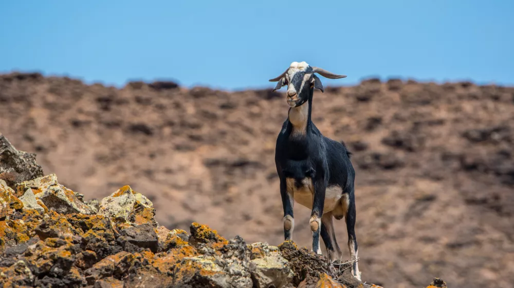 Koze pred izbruhom vulkana niso želele na pa&scaron;nike na vi&scaron;jih legah. / Foto: Istock