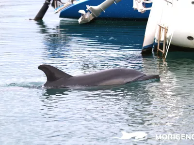 Dru&scaron;tvo Morigenos opozarja na prisotnost samotnega delfina v pristani&scaron;čih in poziva na previdnost. F Dru&scaron;tvo Morigenos