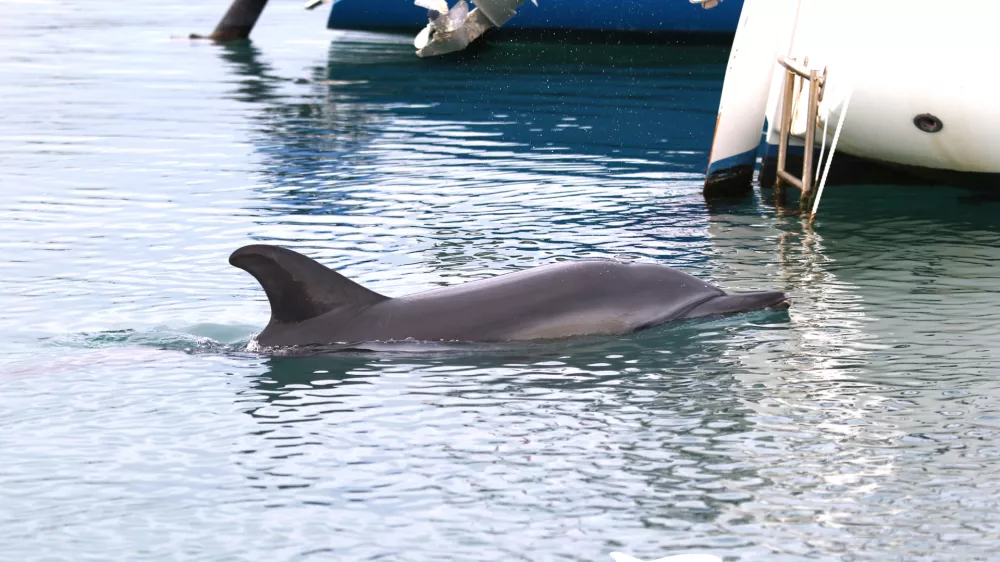 Dru&scaron;tvo Morigenos opozarja na prisotnost samotnega delfina v pristani&scaron;čih in poziva na previdnost. F Dru&scaron;tvo Morigenos