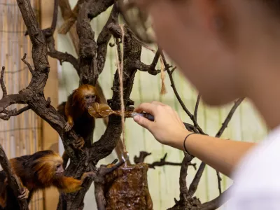 Zlatoglavi levič Tropska hi&scaron;a