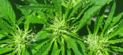 konoplja cannabis rastlina
