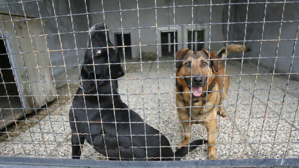 Zaveti&scaron;če za zapu&scaron;čene živali Gmajnice 30, azil za živali namenjen začasni namestitvi zapu&scaron;čenih živali psov in mačk //FOTO: Luka CjuhaOPOMBA: ZA OBJAVO V ČASOPISU DNEVNIK