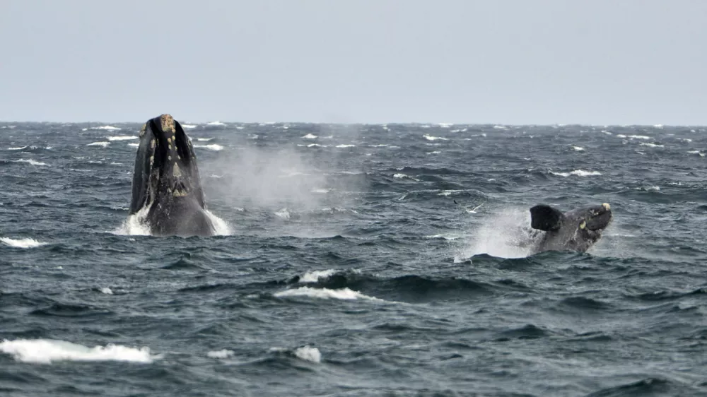 A young southern right whale (R), known in Spanish as ballena franca austral, swims in the waters of the Atlantic Sea, offshore Golfo Nuevo, next to its mother in Argentina's Patagonian village of Puerto Piramides, September 19, 2014. The whales regularly come to breed and calve in this marine reserve from June to December.   REUTERS/Maxi Jonas (ARGENTINA - Tags: ANIMALS ENVIRONMENT) - RTR46ZIB