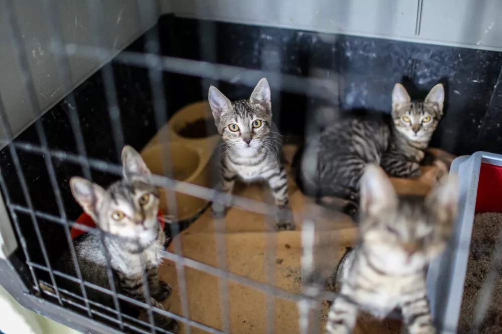 Tudi mačke, ki so v nasprotju s psi registrirane le v manj&scaron;i meri,&nbsp;so za zaveti&scaron;ča visok stro&scaron;ek.&nbsp;/ Foto: Bojan Velikonja