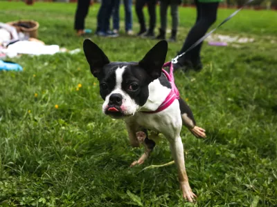 17.5.2017 - hi&scaron;ni ljubljenci - živali - pes - psi   ///FOTO: Luka Cjuha.