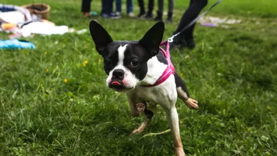 17.5.2017 - hi&scaron;ni ljubljenci - živali - pes - psi   ///FOTO: Luka Cjuha.