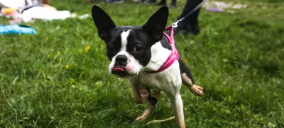 17.5.2017 - hišni ljubljenci - živali - pes - psi   ///FOTO: Luka Cjuha.