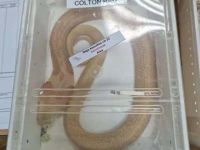 Zagreb&scaron;ki cariniki so so zasegli dve živi strupeni kobri, ki sta na hrva&scaron;ko iz ZDA prispeli brez ustreznih dovoljenj in urejene dokumentacije. Naročil naj bi ju nekdo iz Slovenije, ki so zdaj plačal kazen. 