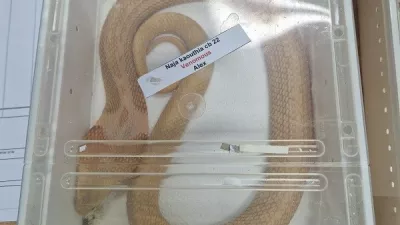 Zagreb&scaron;ki cariniki so so zasegli dve živi strupeni kobri, ki sta na hrva&scaron;ko iz ZDA prispeli brez ustreznih dovoljenj in urejene dokumentacije. Naročil naj bi ju nekdo iz Slovenije, ki so zdaj plačal kazen. 