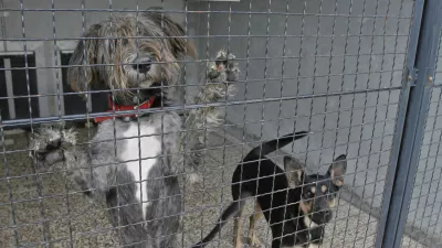 Zaveti&scaron;če za zapu&scaron;čene živali Gmajnice 30, azil za živali namenjen začasni namestitvi zapu&scaron;čenih živali psov in mačk //FOTO: Luka CjuhaOPOMBA: ZA OBJAVO V ČASOPISU DNEVNIK
